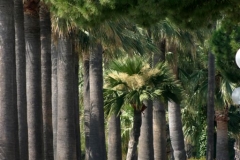 cannes-03
