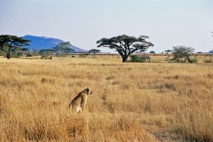serengeti-02