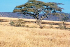 serengeti-03