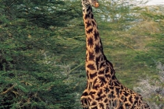 serengeti-04